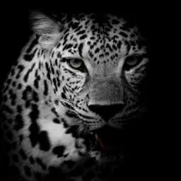 seo-leopard e.K. Logo